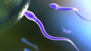 Read more about the article Ít tinh dịch có ảnh hưởng đến sinh sản?